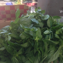 Basil! It smells so delicious!